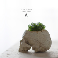 plants born （small human）ハオルチア 4枚目の画像