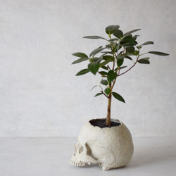 plants born （human）フィカス・ルビキノーサ 2枚目の画像