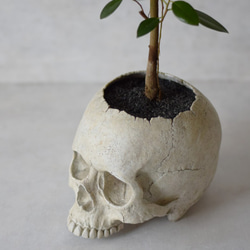 plants born （human）フィカス・ルビキノーサ 3枚目の画像