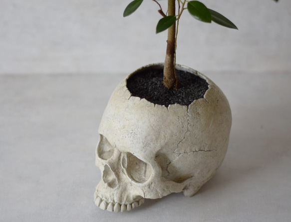 plants born （human）フィカス・ルビキノーサ 3枚目の画像