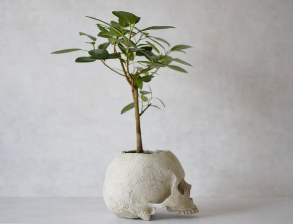 plants born （human）フィカス・ルビキノーサ 4枚目の画像