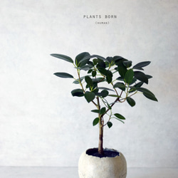 plants born （human）フィカス・ルビキノーサ 6枚目の画像