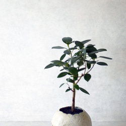 plants born （human）フィカス・ルビキノーサ 7枚目の画像