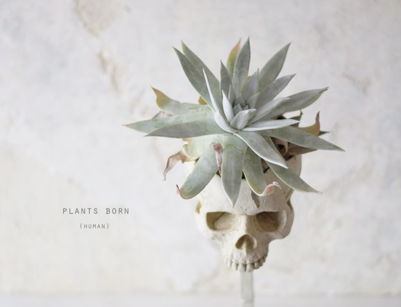 echidna 花瓶　頭蓋骨 echidna 花瓶頭蓋骨