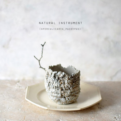 Natural instrument　パキプス（器のみ） 1枚目の画像