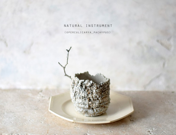 Natural instrument　パキプス（器のみ） 1枚目の画像