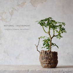Natural instrument　パキプス（器のみ） 9枚目の画像