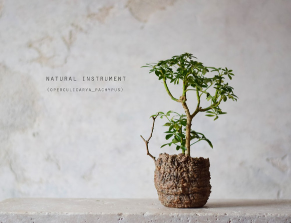 Natural instrument　パキプス（brown）シェフレラ 1枚目の画像