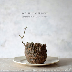 Natural instrument　パキプス（brown）シェフレラ 6枚目の画像