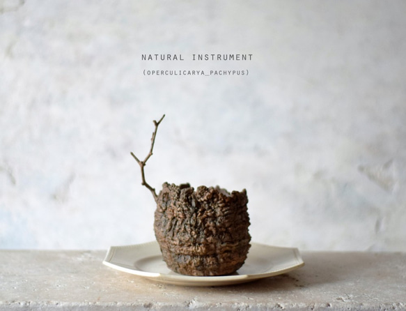 Natural instrument　パキプス（brown）シェフレラ 6枚目の画像