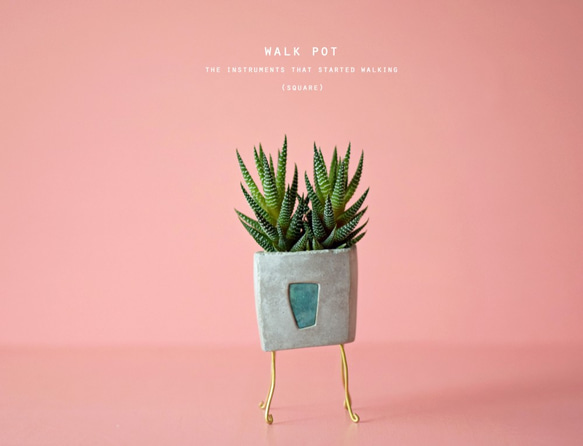 walk pot square (gray)　植物 1枚目の画像