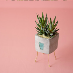 walk pot square (gray)　植物 2枚目の画像