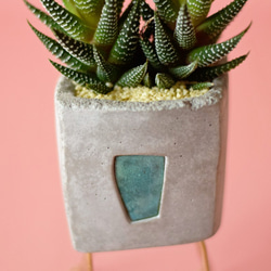 walk pot square (gray)　植物 4枚目の画像
