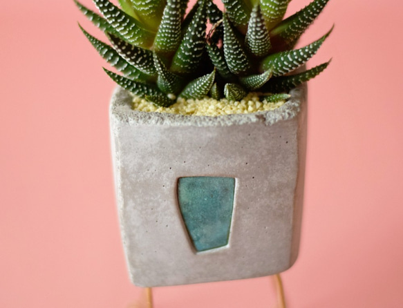 walk pot square (gray)　植物 4枚目の画像