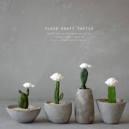 サボテン 2022年5月20日 変わり者も開花 | 姫路カクタスのサボテンブログ(Ameba)