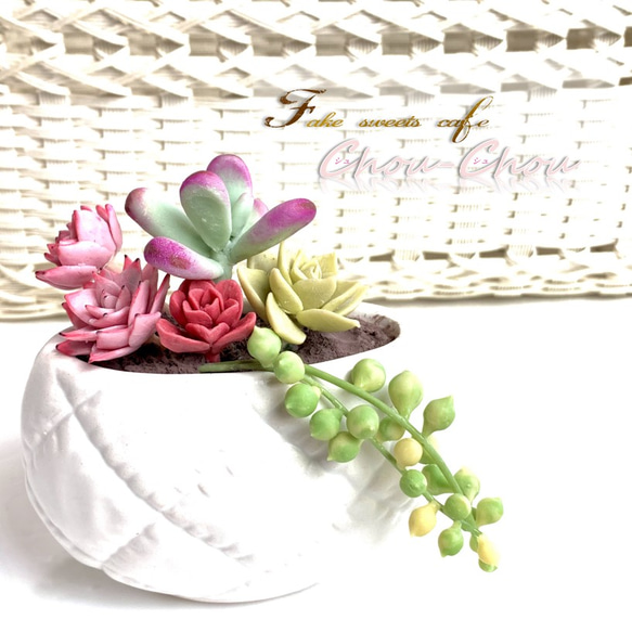 多肉植物 寄せ植え（夢かわいいver.） 【公式通販】
