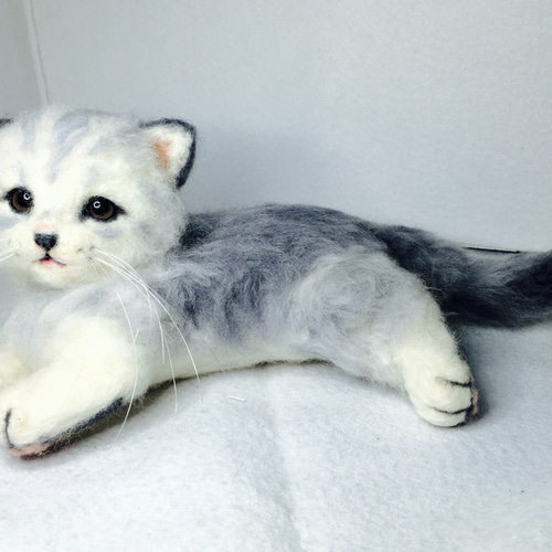 モヘア チンチラの赤ちゃん猫