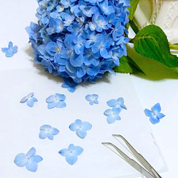 愛麗絲系列 【藍衣少女】季節限定 - Cloris Gift永綻花手鐲 第4張的照片