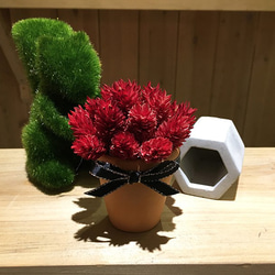 花丘｜迷你聖誕紅- X'mas質感桌花 乾燥花盆栽 聖誕節 交換禮物 第1張的照片