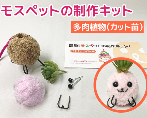 モウセンゴケ 原画 現代アート 絵画 画家 多肉植物 苔 キモカワ