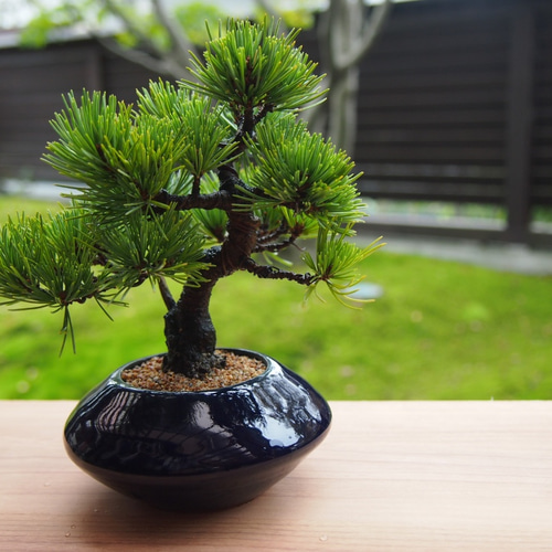 那須茜 五葉松 盆栽 その他アート bonsaikiki 通販 3508769