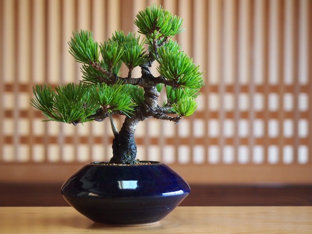 那須茜 五葉松 盆栽 その他アート bonsaikiki 通販 3508769 那須茜 五葉松 盆栽 その他アート bonsaikiki 通販 3508769