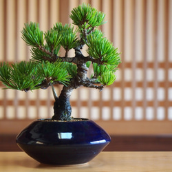 那須茜 五葉松 盆栽 その他アート bonsaikiki 通販 3508769｜Creema