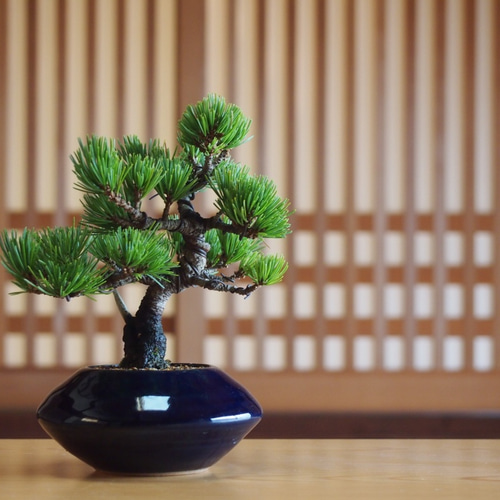 那須茜 五葉松 盆栽 その他アート bonsaikiki 通販 3508769｜Creema