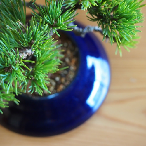 那須茜 五葉松 盆栽 その他アート bonsaikiki 通販 3508769｜Creema