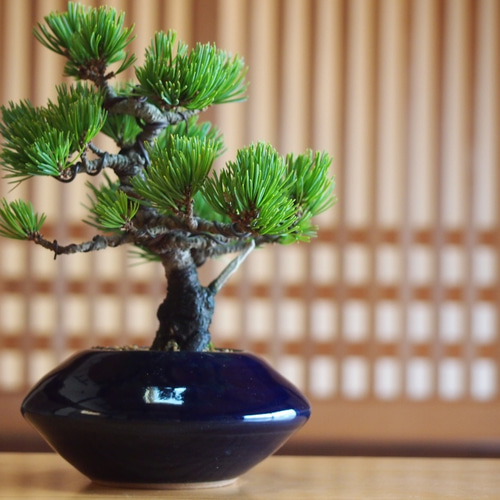 那須茜 五葉松 盆栽 その他アート bonsaikiki 通販 3508769｜Creema