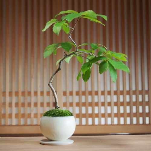 コナラ盆栽 苔盆栽 作家鉢 どんぐりの木 その他アート bonsaikiki 通販