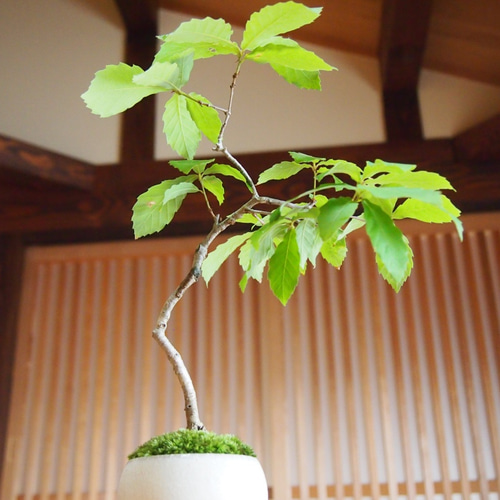 コナラ盆栽 苔盆栽 作家鉢 どんぐりの木 その他アート bonsaikiki 通販