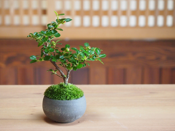盆栽鉢　南蛮鉢②時代古鉢大型盆栽鉢詳細不明希少山野草盆栽苔盆栽鉢葉形盆栽鉢水石 盆栽鉢 南蛮鉢②時代古鉢大型盆栽鉢詳細不明希少山野草