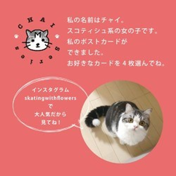 ねこ ポストカード 5枚目の画像