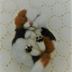 缶猫　エキゾチチック　/三毛ロング(´ω`) 1枚目の画像