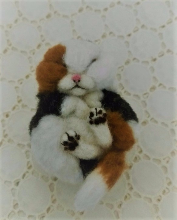 缶猫　エキゾチチック　/三毛ロング(´ω`) 1枚目の画像