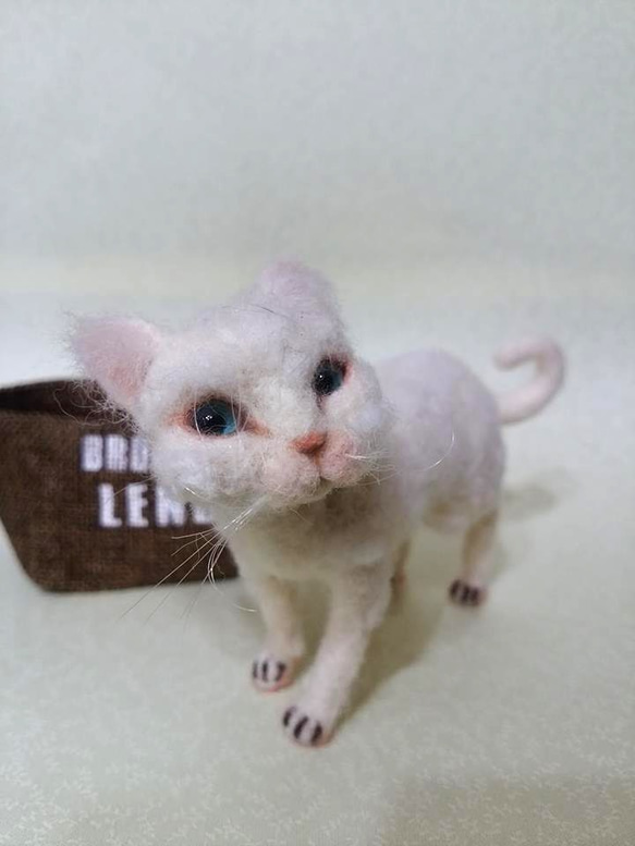 Devon Rex(´ω`) 1枚目の画像