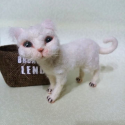 Devon Rex(´ω`) 2枚目の画像