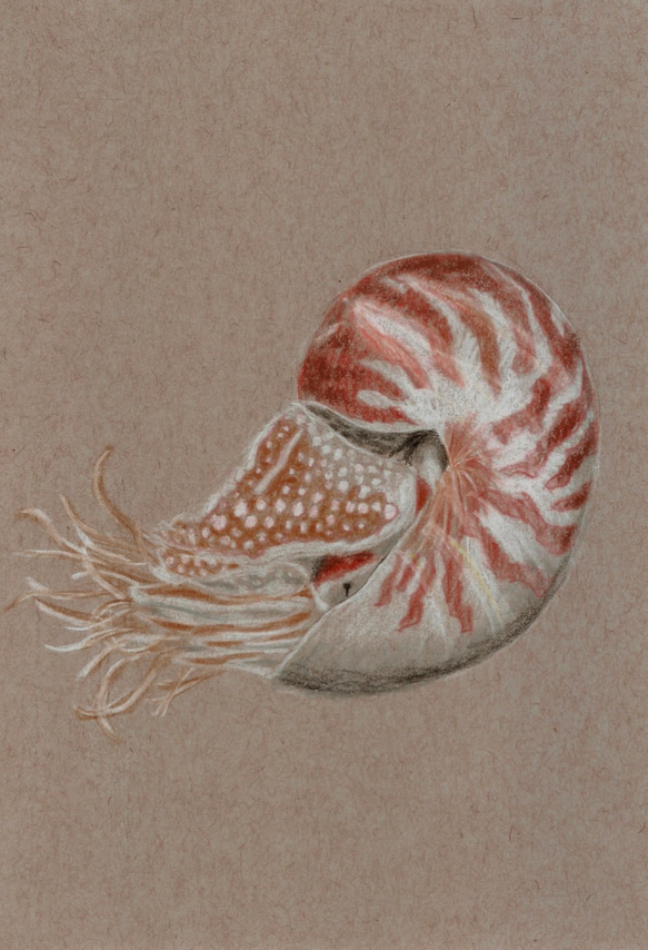 オウムガイ Nautilidae 絵画 Franklin Guo 通販 2838949｜Creema
