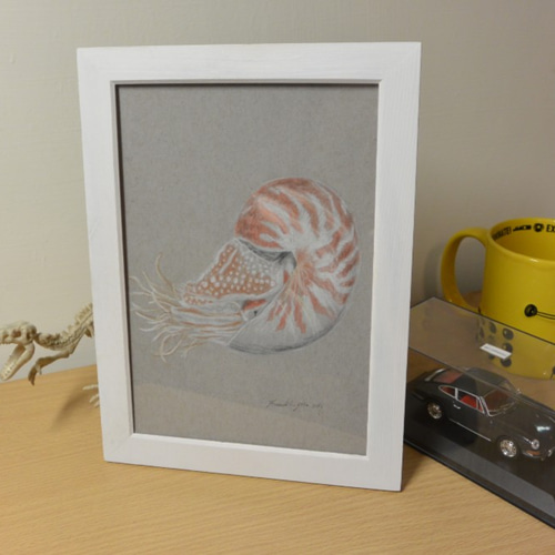 オウムガイ Nautilidae 絵画 Franklin Guo 通販 2838949｜Creema