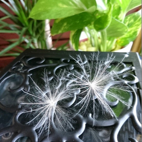 幸せを呼ぶ♥ケサランパサラン♥ 2つ入り その他インテリア雑貨