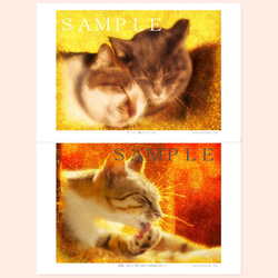 猫アート。ねこ のポストカード（はがき）５枚セット 2枚目の画像