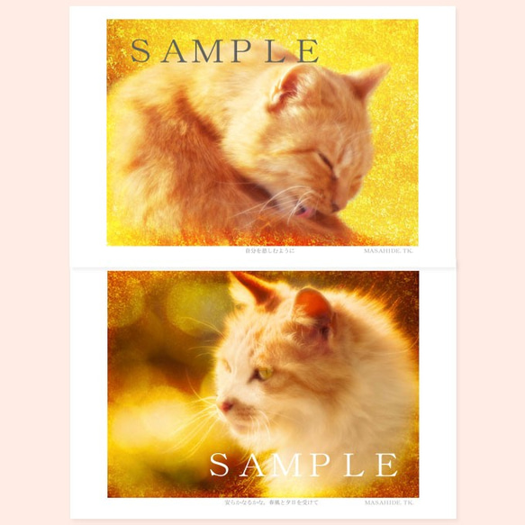 猫アート。ねこ のポストカード（はがき）５枚セット 3枚目の画像