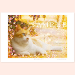 猫アート。ねこ のポストカード（はがき）５枚セット 4枚目の画像