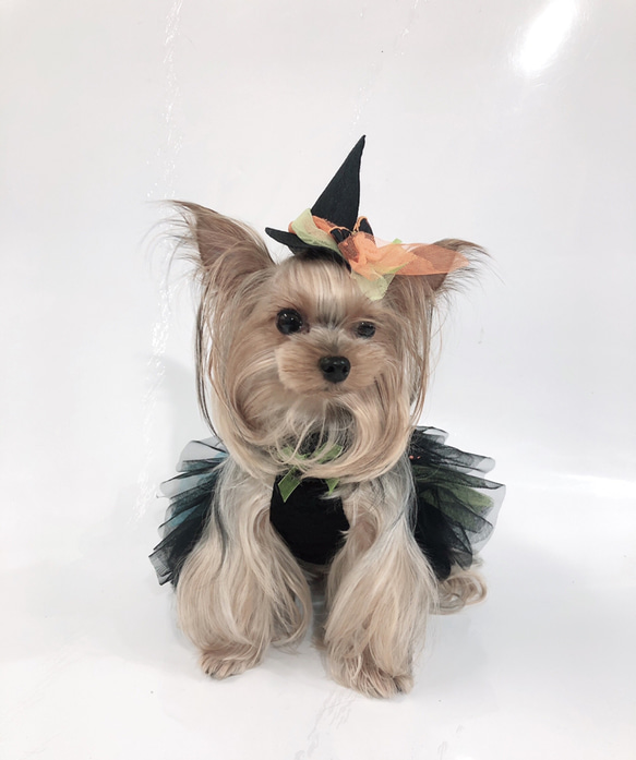 犬服オーダー★カラフルバレリーナハロウィンドレス★ 2枚目の画像