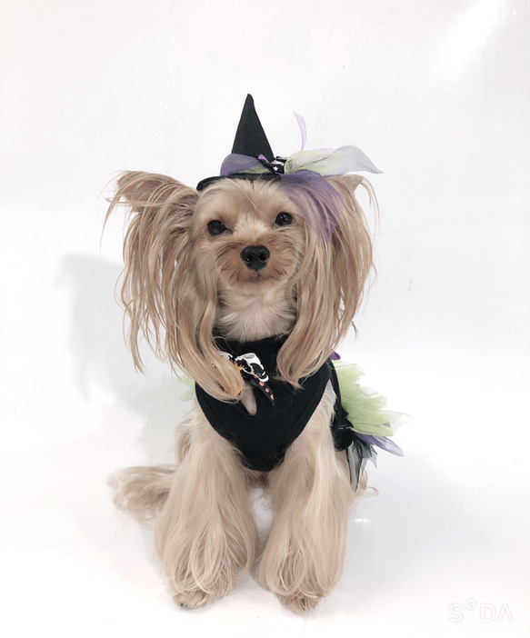 犬服オーダー★ハロウィンカラフルフワフワワンピース★ 2枚目の画像