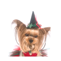 犬アクセサリー　★クリスマスとんがり帽子★ 1枚目の画像