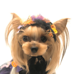 犬アクセサリー　★ハロウィンヘッドドレス★ 1枚目の画像