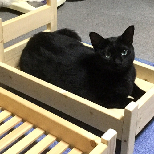 木製　ハンドメイド　オーダー　猫　ベット 杉材で作りました猫用ベッド 木製ペットベッド 天然木 ペット