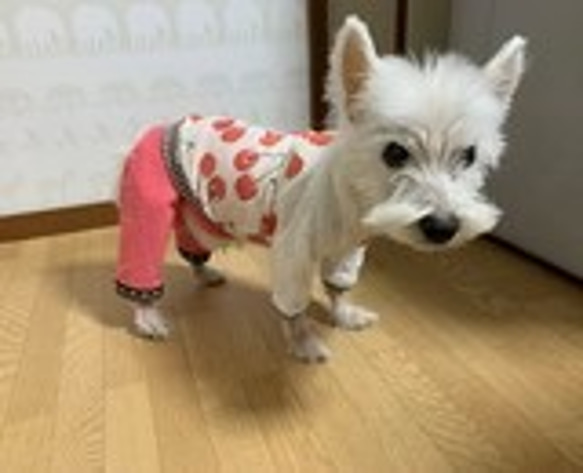 ニットのピンクパンツ 1枚目の画像